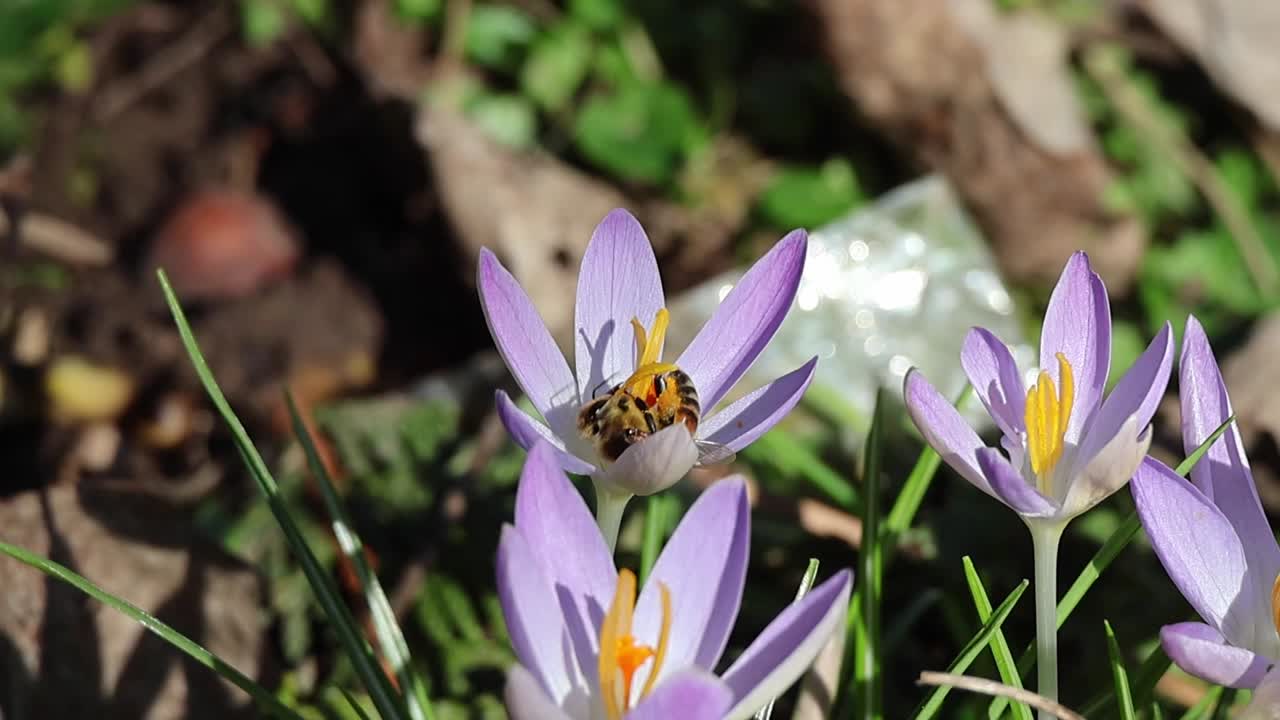 many bright purple crocuses in which a bee collects nectar and pollen at springtime.