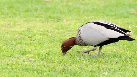 pato comiendo hierba en el camino del gran océano