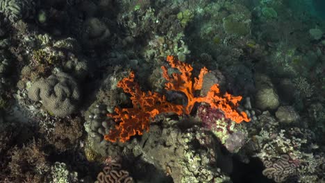 drifting over orange sea sponge on coral reef