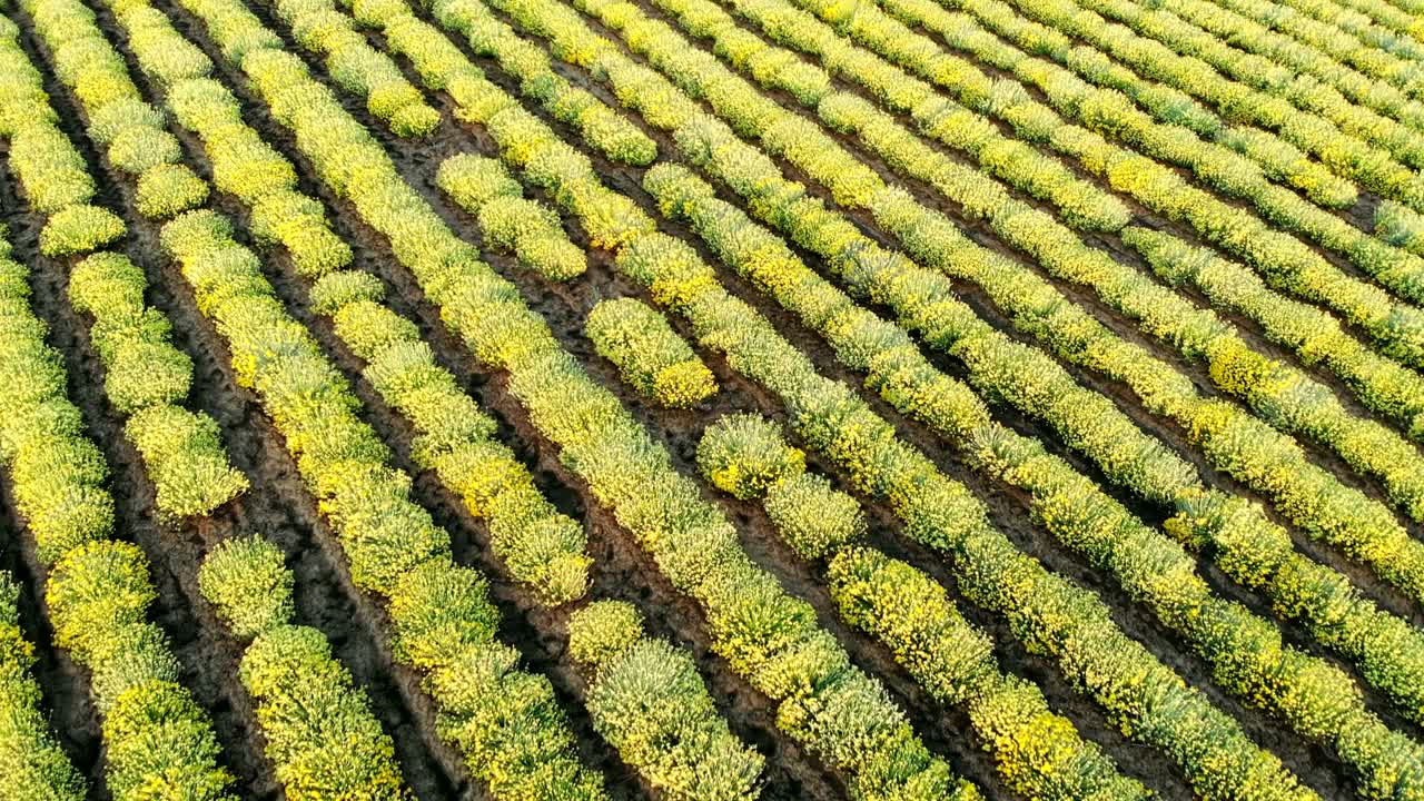 vista aérea de un hermoso campo de plantas de curry en flor en el campo rural.