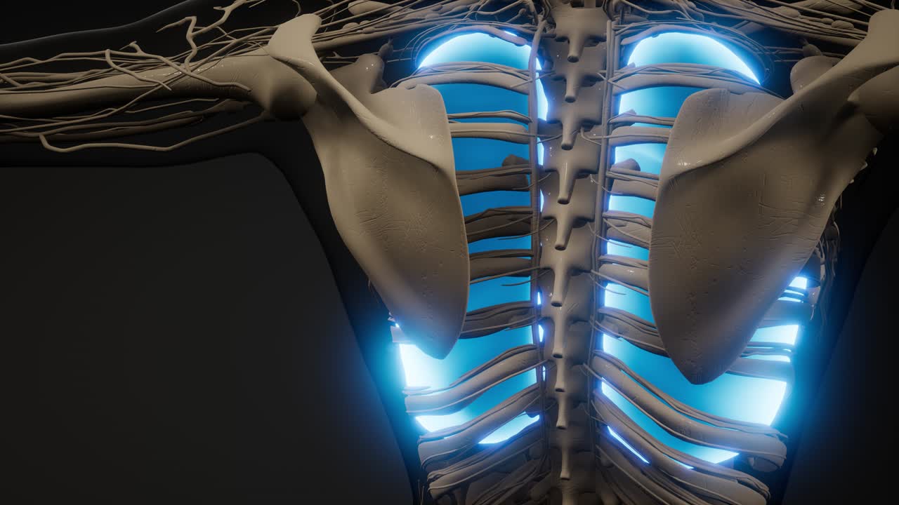 examen radiológico de los pulmones humanos