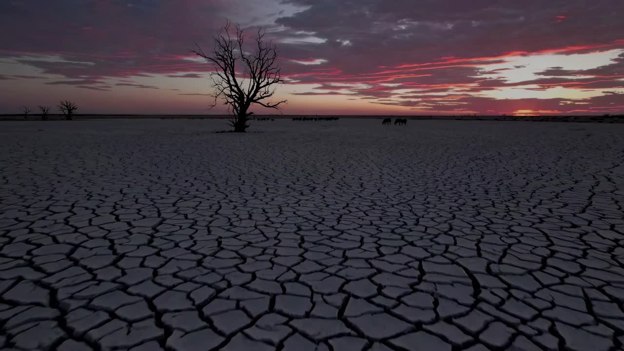 Un drammatico video con inquadratura dal basso di un paesaggio arido con terra screpolata, un albero solitario e un vivido