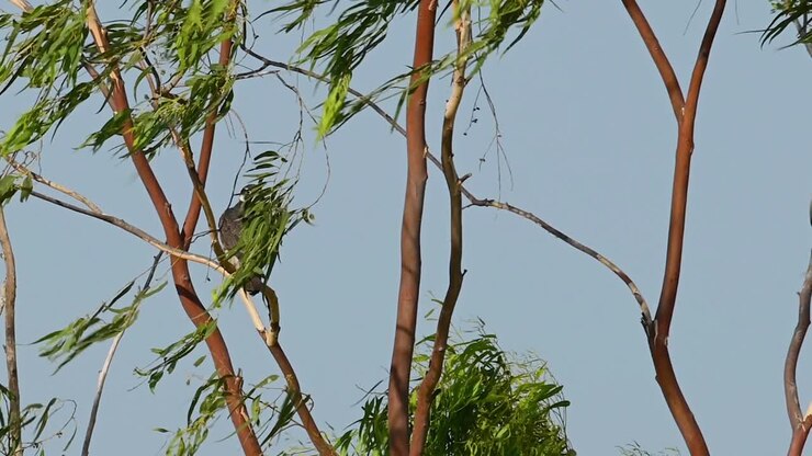 Falco Pellegrino, Falco peregrinus, si liscia le piume mentre è coperto dalle foglie di un albero di eucalipto, poi si scopre mentre guarda alla sua sinistra, una bella giornata con cielo blu a Pak Pli, Nakhon Nayok, Thailandia