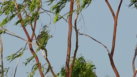 Peregrine-Falcon,-Falco-peregrinus,-preens-itself-while-covered-by-Eucalyptus-Tree-leaves-then-exposed-as-it-looks-to-its-left-side,-a-beautiful-day-with-bluesky-in-Pak-Pli,-Nakhon-Nayok,-Thailand