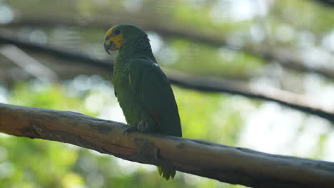 periquito en una rama en el zoológico de la guayana francesa forpus passerinus