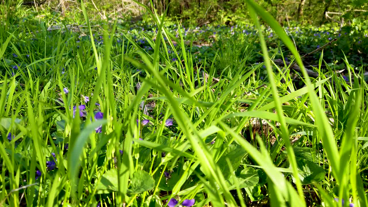 flores silvestres púrpuras de primavera y hierba en la luz del sol dolly