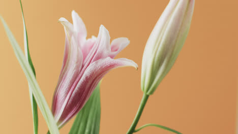 Video-of-pink-lily-flowers-and-leaves-with-copy-space-on-yellow-background