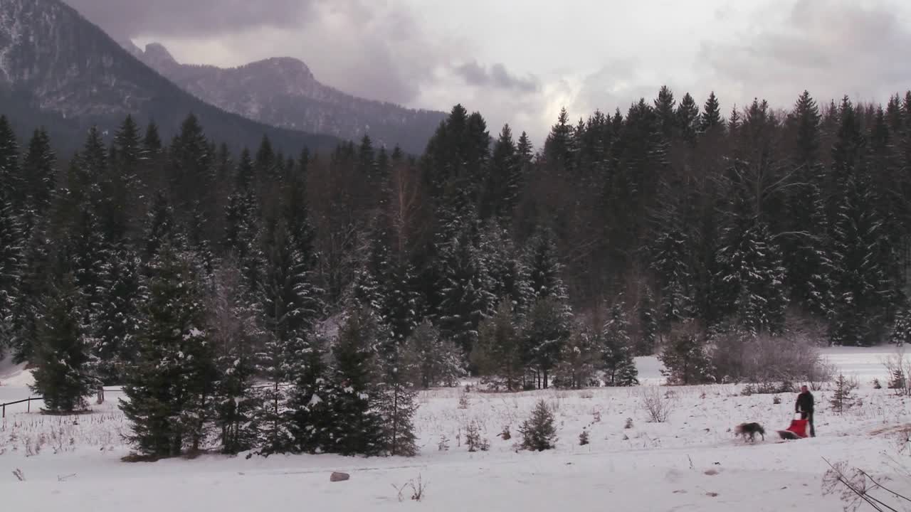 perros de trineo tiran de un jinete a través de un paisaje helado