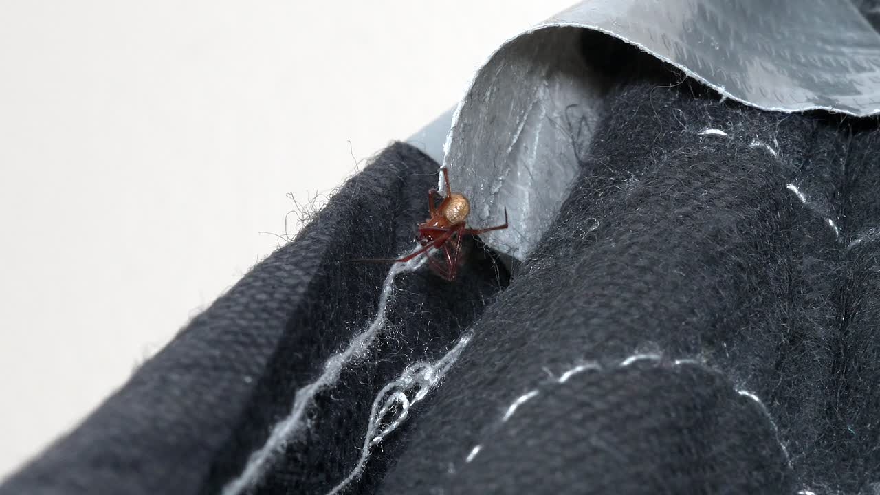 araña de casa común de primer plano conectando la red y moviéndose en la tela negra con cinta