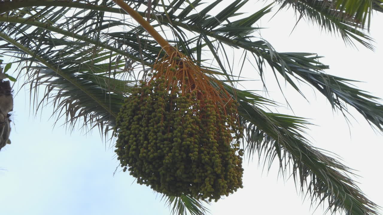 Cluster of not ripe green dates with the foliage of the palm tree which moves with the wind