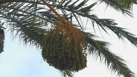 cluster of not ripe green dates with the foliage of the palm tree which moves with the wind