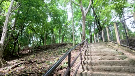 ascending steps amidst vibrant greenery and trees