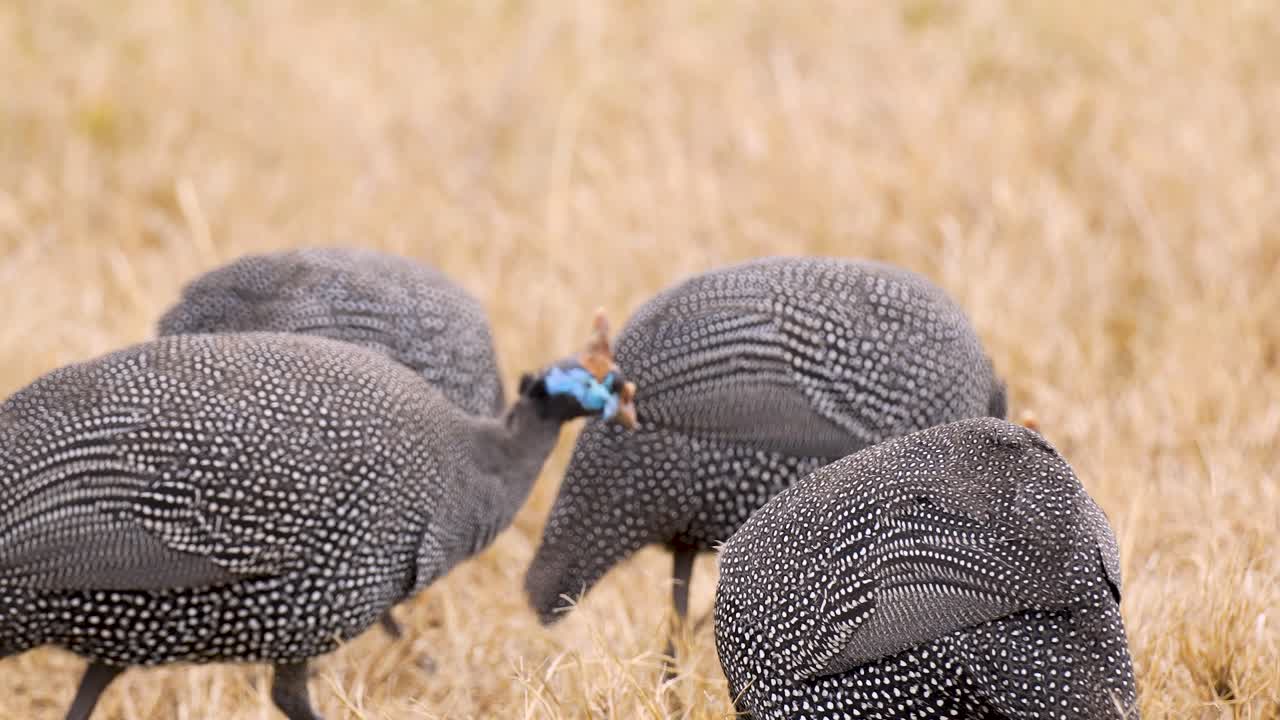 Piccolo stormo di faraone dal ciuffo che foraggia e si nutre a terra nell'habitat della savana erbosa in Kenya