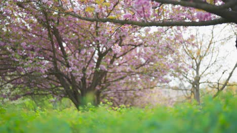 una vista idílica de un cerezo japonés en flor y un prado de hierba verde, chequia