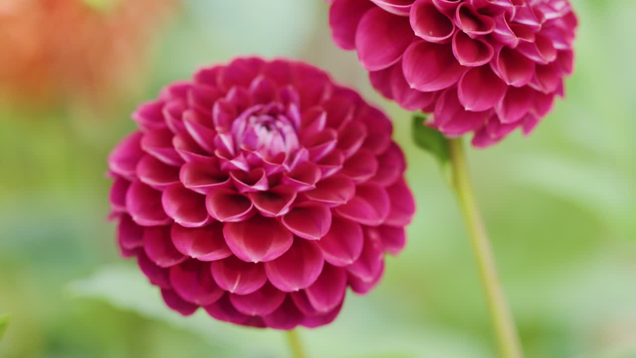 Camera smoothly pans across vibrant pink and red dahlias in soft natural daylight, shallow focus