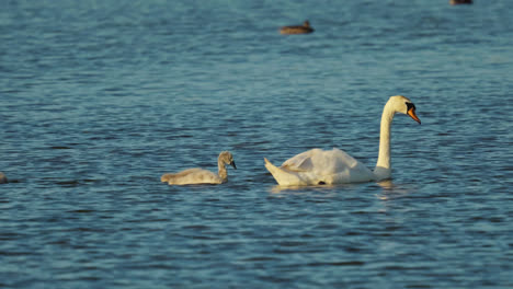 Eine-Familie-Wunderschöner-Weißer-Schwäne,-Die-Friedlich-über-Einen-Salzwiesensee-Schwebt