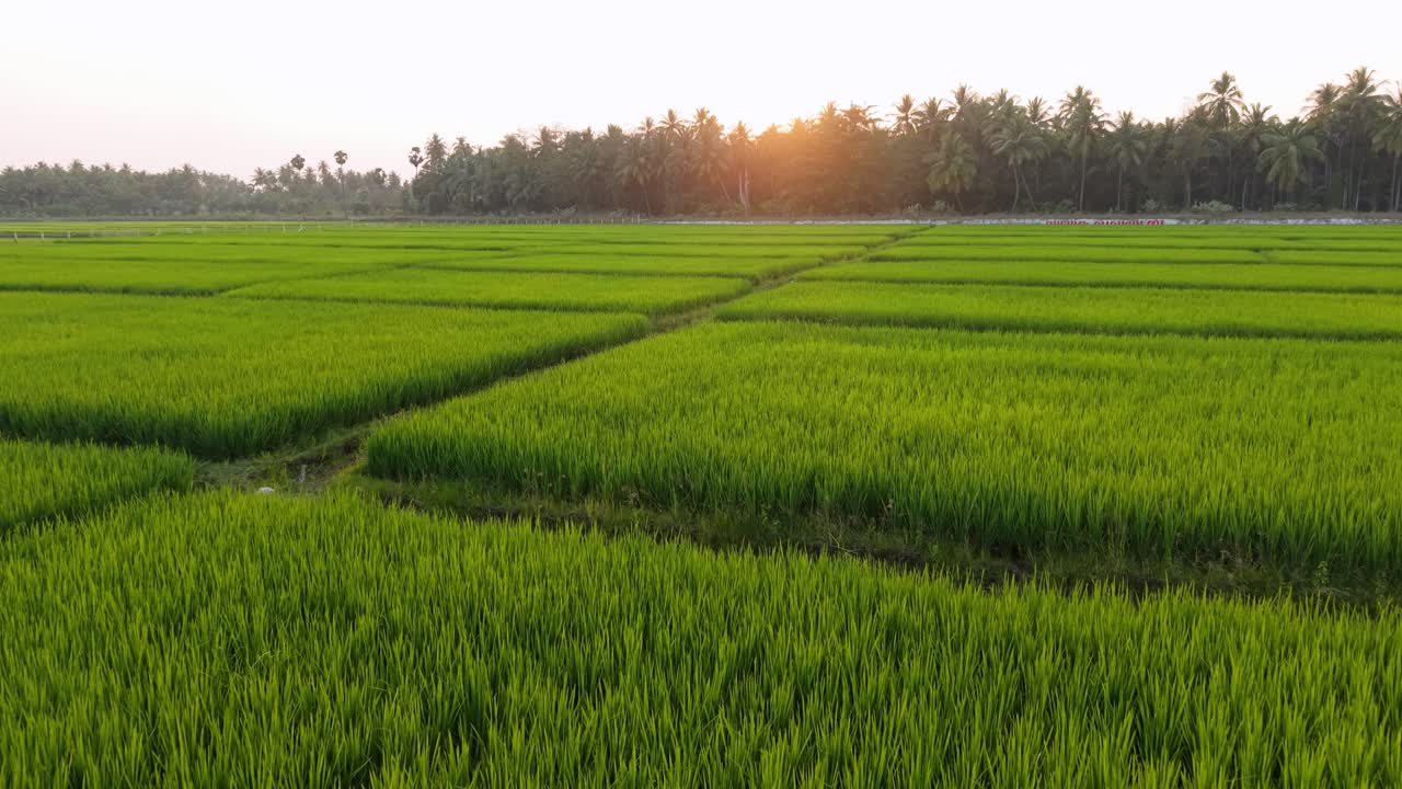 Vista aerea di rigogliose risaie verdi suddivise in perfetti motivi geometrici, illuminate dalla soffice luce del mattino, con palme da cocco all'orizzonte, che mostrano fertili terreni agricoli e serenità rurale