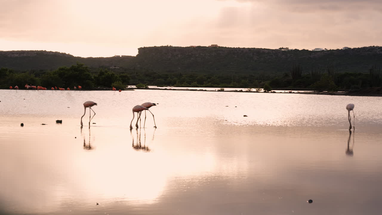 Jan Kok Bay’s saline pools host elegant flamingos, their silhouettes mirrored in still water