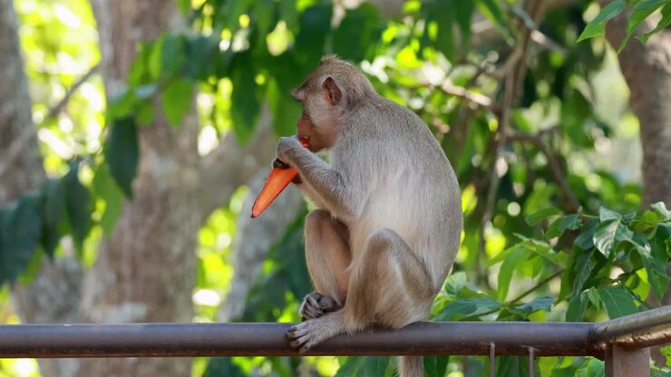 Macaque eating a carrot on a railing