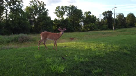 doe deer in a field at sunset-6