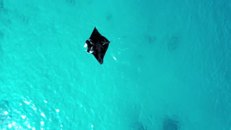 Hohe-Sicht-Auf-Einen-Großen-Mantarochen,-Der-Auf-Der-Oberfläche-Der-Meeresströmungen-Schwimmt