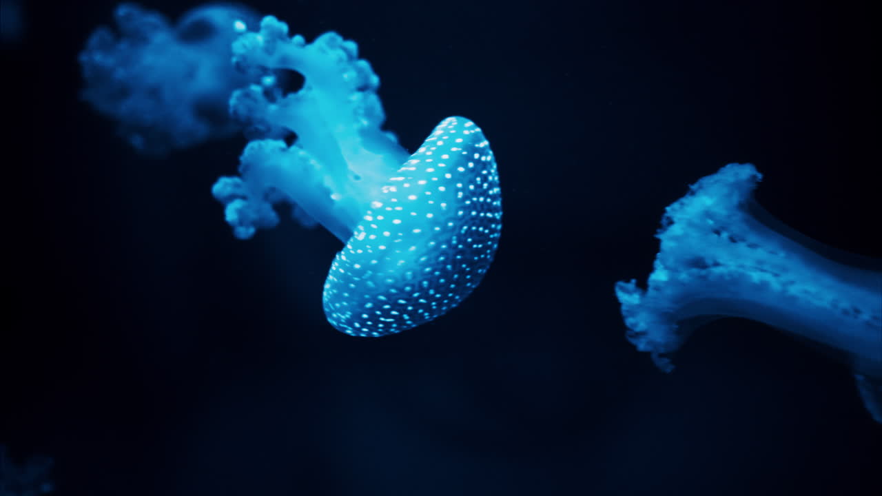 Close up of Jellyfish swimming in the pitch black water
