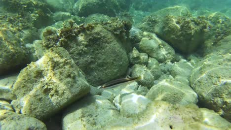 comb wrasse fish swimming and foraging among algae-covered rocks on the seabed of the mediterranean sea in a spectacular underwater scene