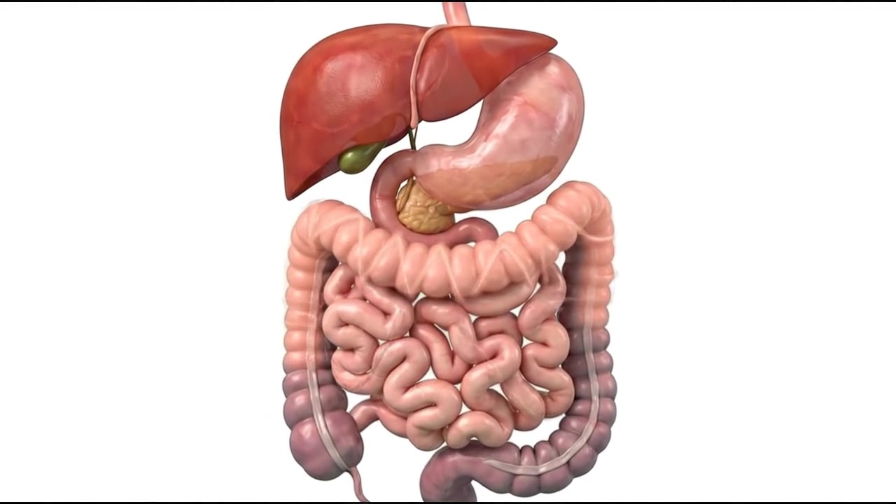 Isolated digestive system model with liver stomach pancreas and intestines on white