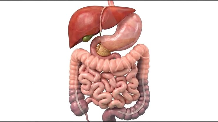 Isolated digestive system model with liver stomach pancreas and intestines on white