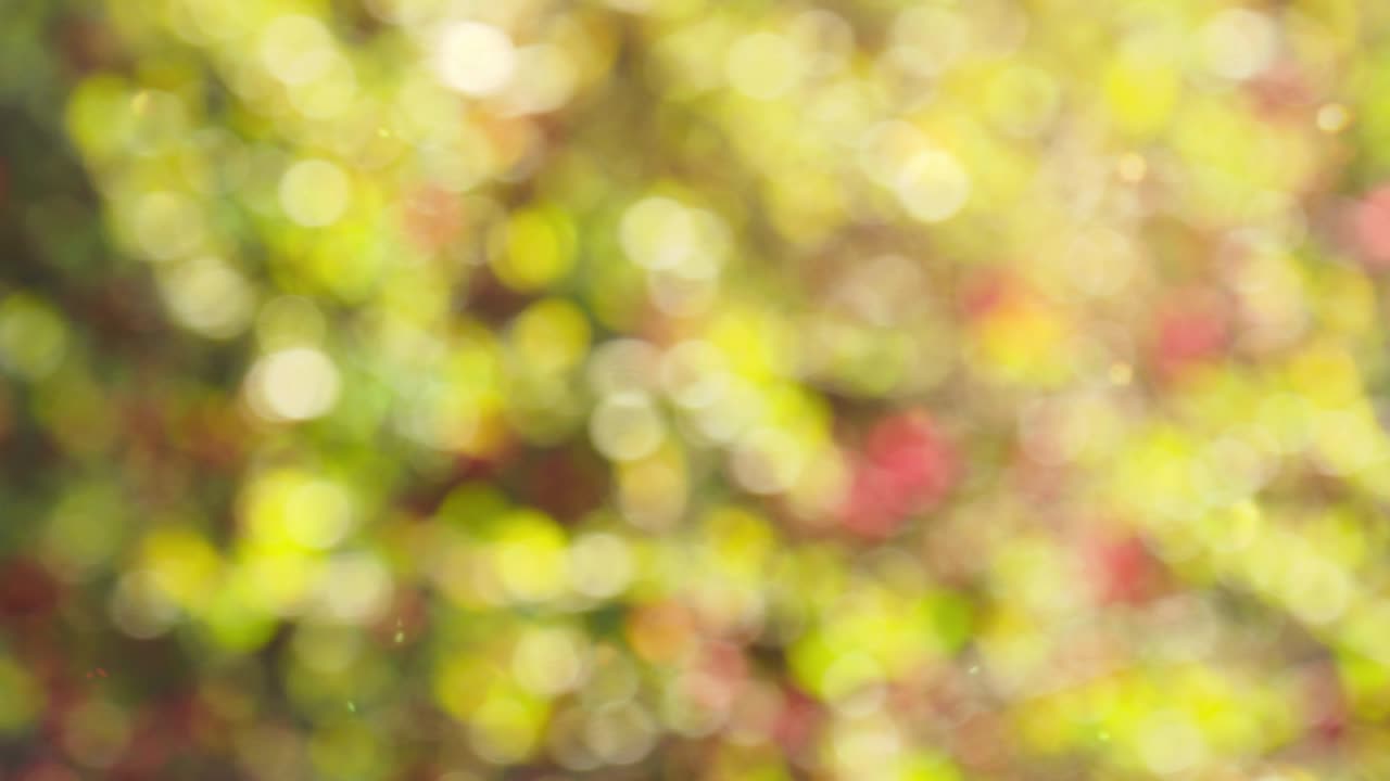 추상적인 숲 보케 모션 배경