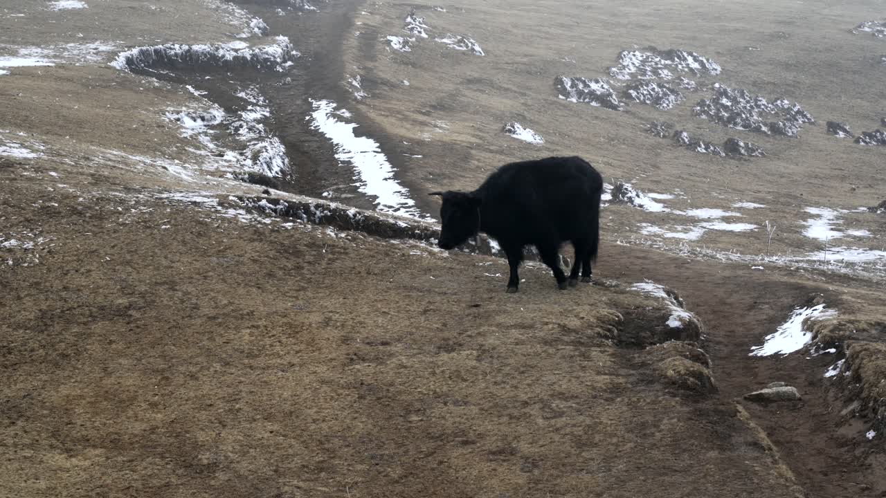 un yak o dzo caminando en los pastos de las tierras altas en las montañas del himalaya