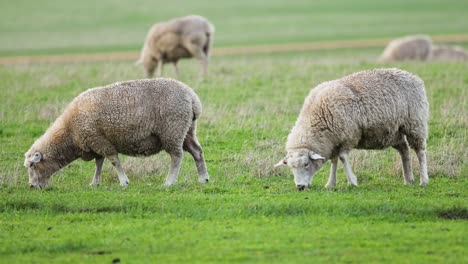 sheep grazing peacefully in a green field