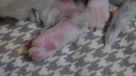 cat-foot--2-days-old-tiny-ragdoll-kitten-foot