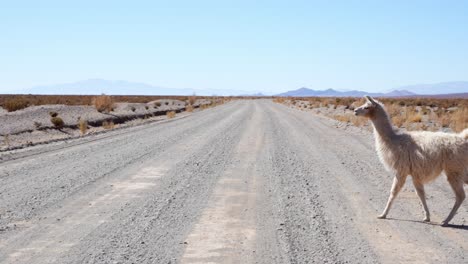 Llama-in-the-middle-of-a-dirt-road-in-the-Central-Andean-Puna,-highland-region-of-Argentina