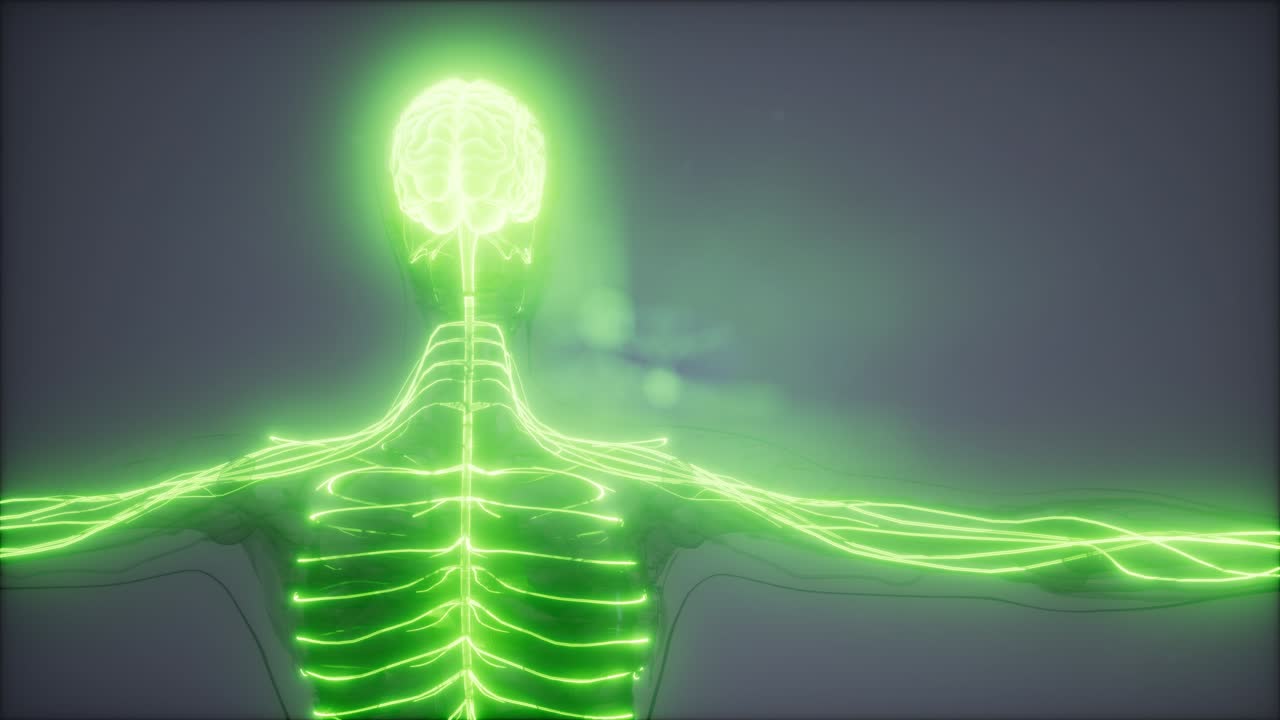 Human Brain Radiology Exam