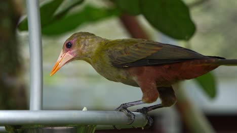 Nahaufnahme-Eines-Grünen-Oropendols,-Psarocolius-Viridis,-Der-Auf-Dem-Rand-Eines-Futternapfs-Thront,-Füttert-Und-Das-Futter-Frisst