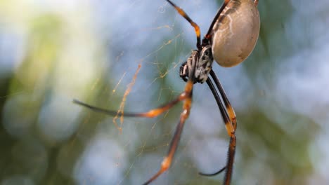 Goldene-Kugelweberspinne-Im-Netz,-Makroaufnahme-In-Queensland,-Australien