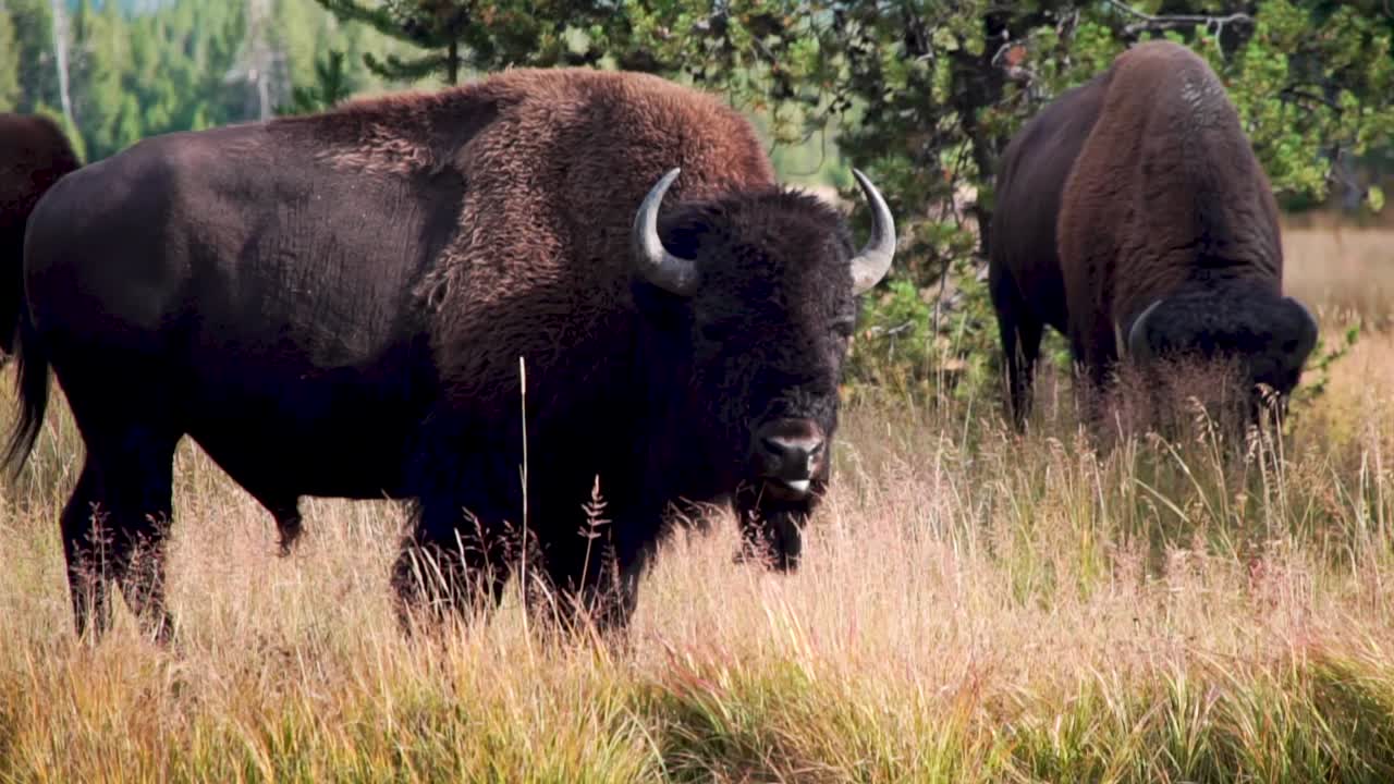Buffalo (Bisons) attention is aroused whilst grazing with the her on a riverbank in Yellowstone National Park
