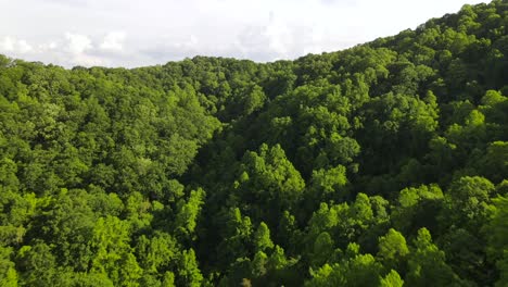 an excellent aerial shot of green trees on the blue ridge mountains of north carolina