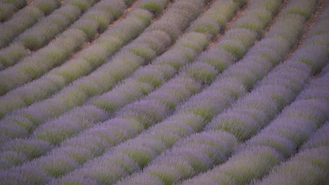 Líneas-Y-Texturas-Detalle-De-Flores-De-Campo-De-Lavanda-Meciéndose-En-El-Viento-En-Cuenca,-España,-Durante-La-Hermosa-Puesta-De-Sol-Con-Luz-Suave