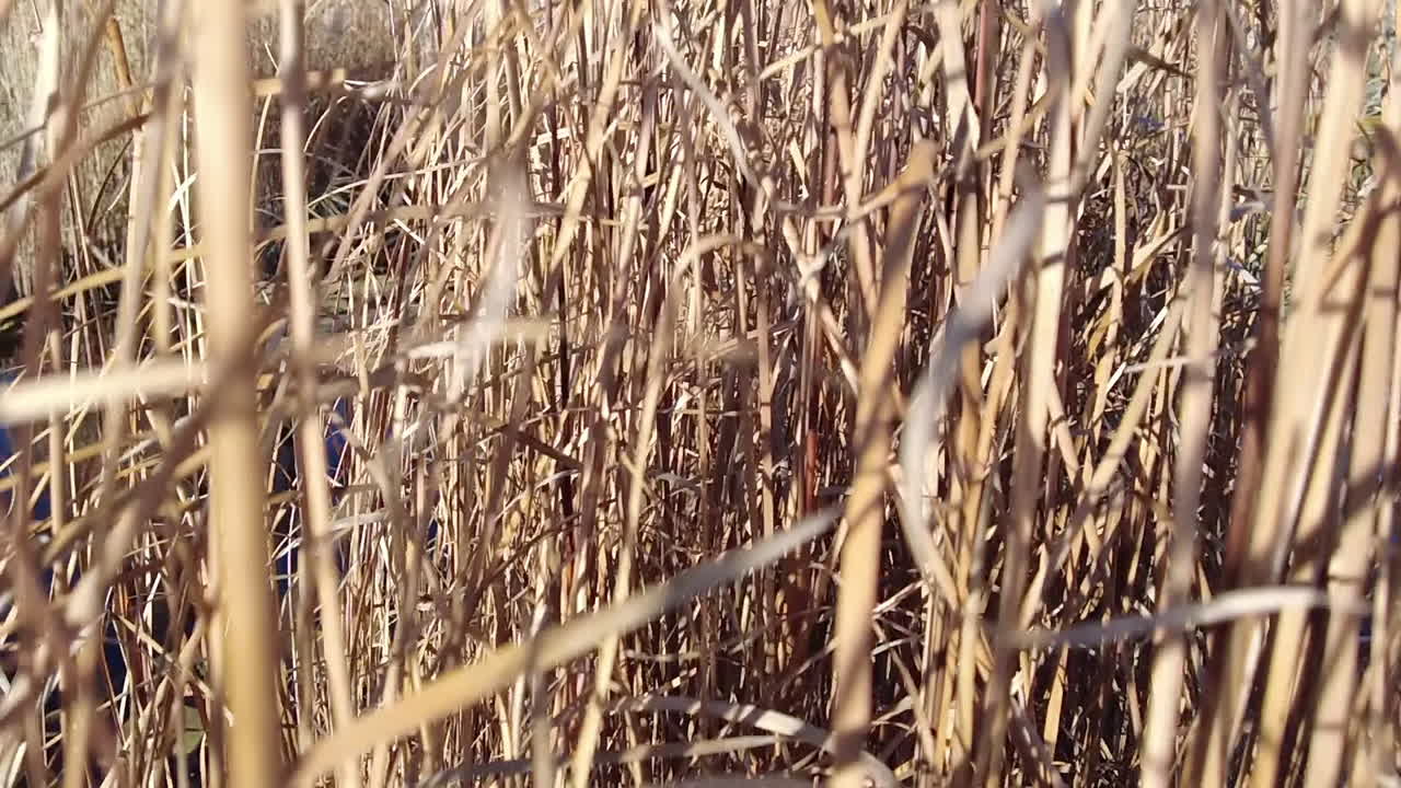 Camera moving through reed at the lake