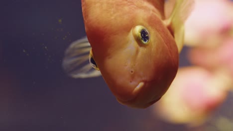 Blood-Parrot-Cichlid-Swimming-In-An-Aquarium