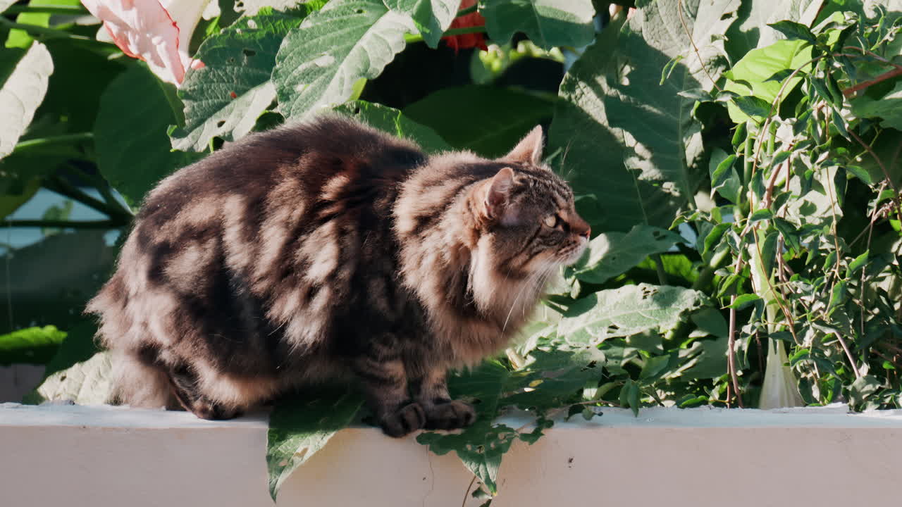 Brown cat standing on a ledge near greenery while looking at the camera