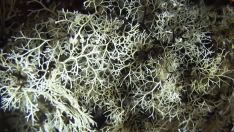 giant-basket-star-moves-arms-during-night-on-coral-reef,-close-up-shot