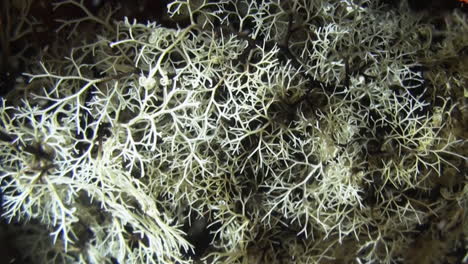 giant basket star moves arms during night on coral reef, close-up shot