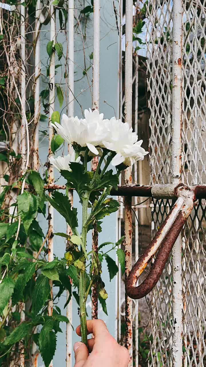 A Bouquet of White Chrysanthemums Held in a Hand near a Rusty Gate
