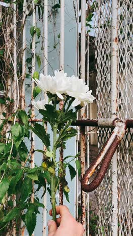 a bouquet of white chrysanthemums held in a hand near a rusty gate