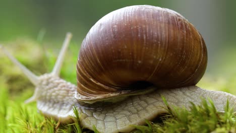 Helix-pomatia-also-Roman-snail,-Burgundy-snail