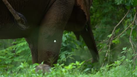 big happy elephant eating leaves next to a white butterfly at animal sanctuary in the jungle of chiang mai thailand slow motion