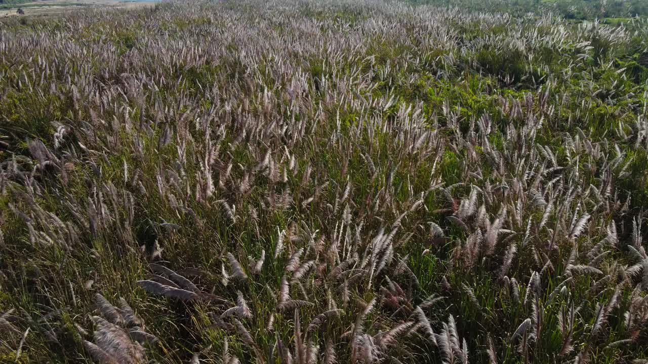 네팔 의 초록색 울창 한 숲